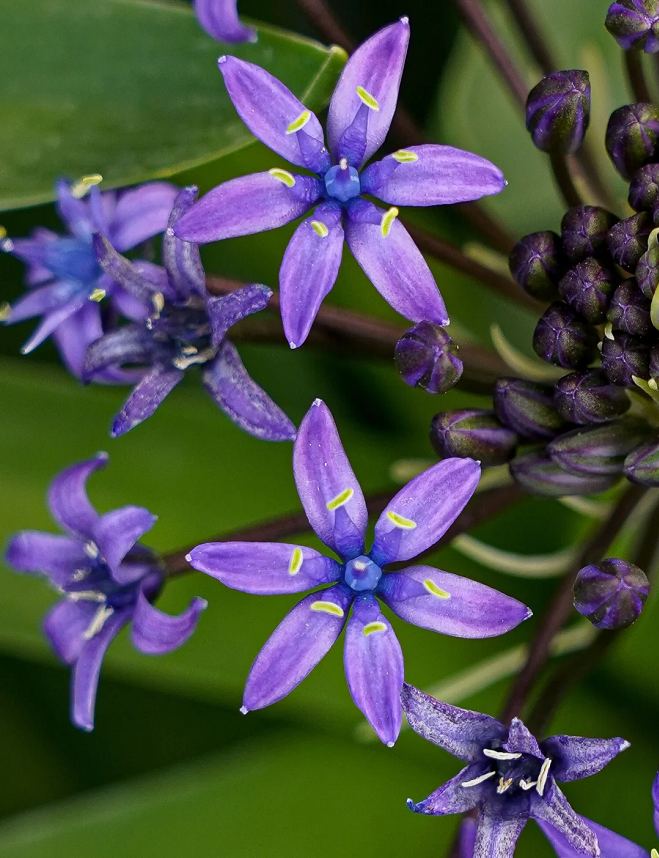 Azure Elegance: Scilla peruviana Bulbs🪴🌟