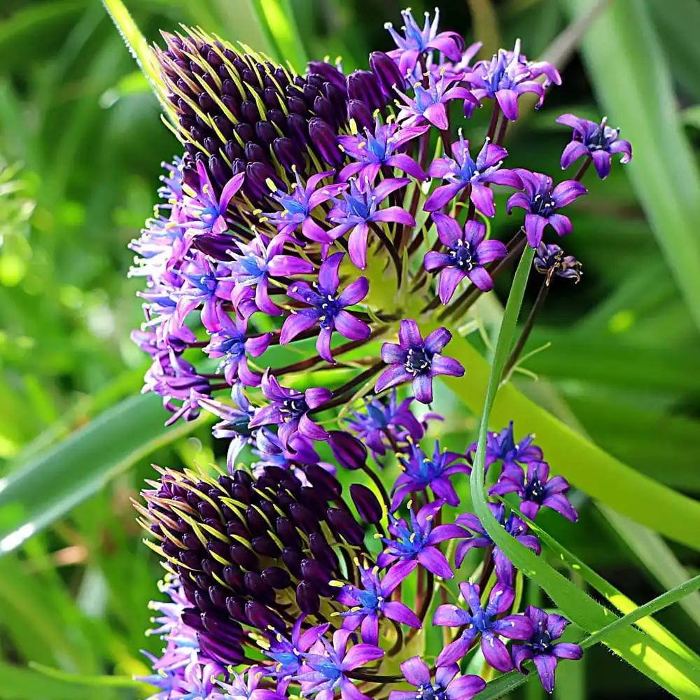 Azure Elegance: Scilla peruviana Bulbs🪴🌟