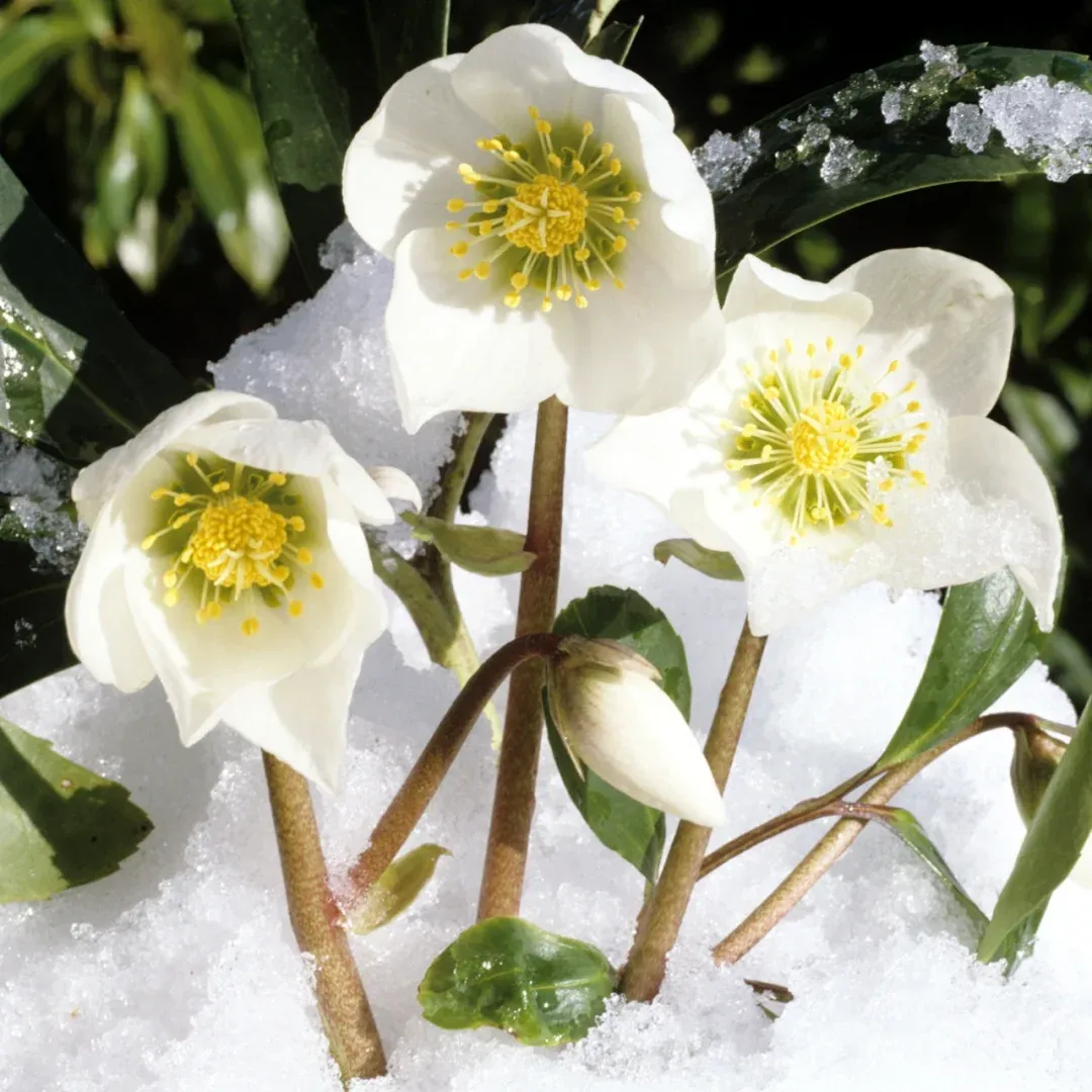 Helleborus Niger🌺Winter Knight Flower☃️