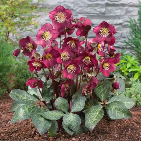 Helleborus Niger🌺Winter Knight Flower☃️