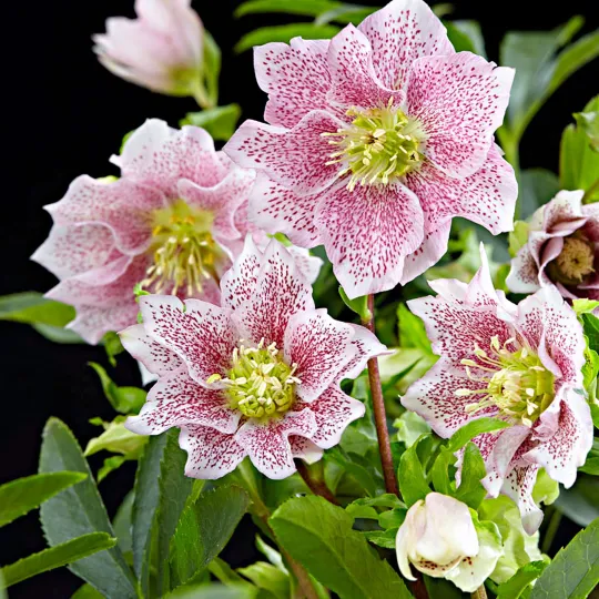 Helleborus Niger🌺Winter Knight Flower☃️