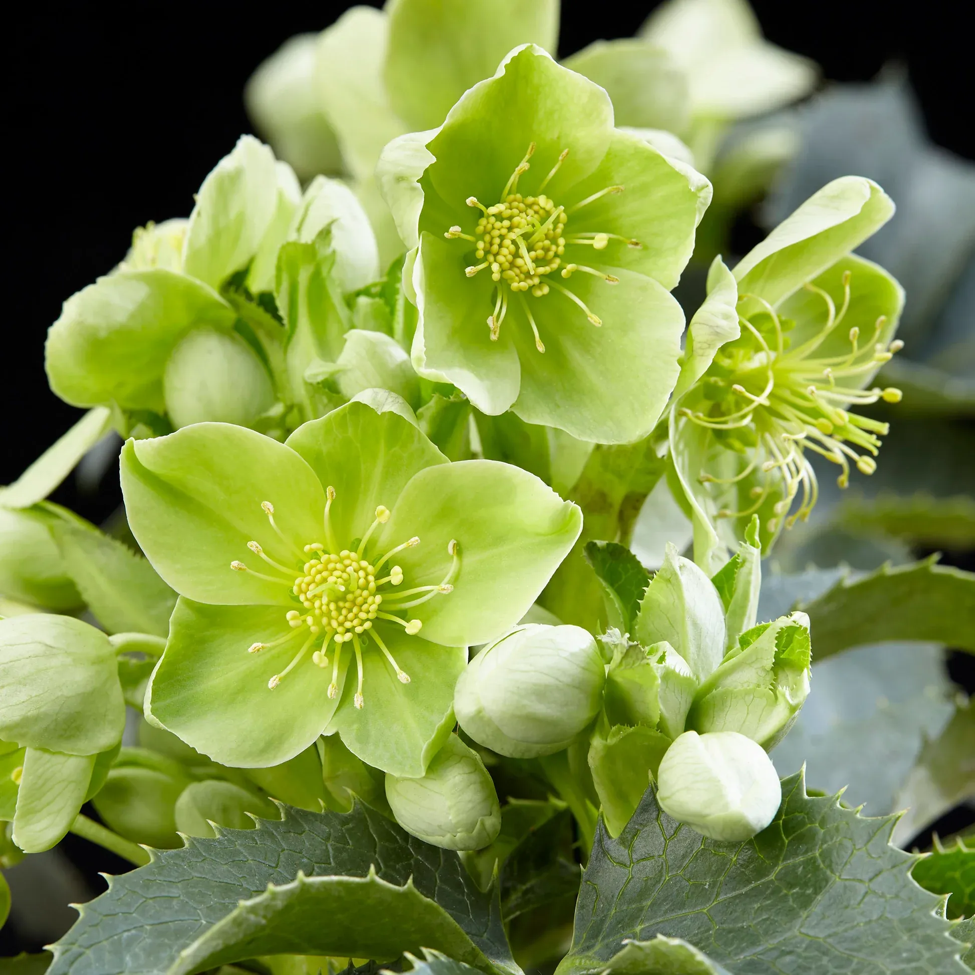 Helleborus Niger🌺Winter Knight Flower☃️