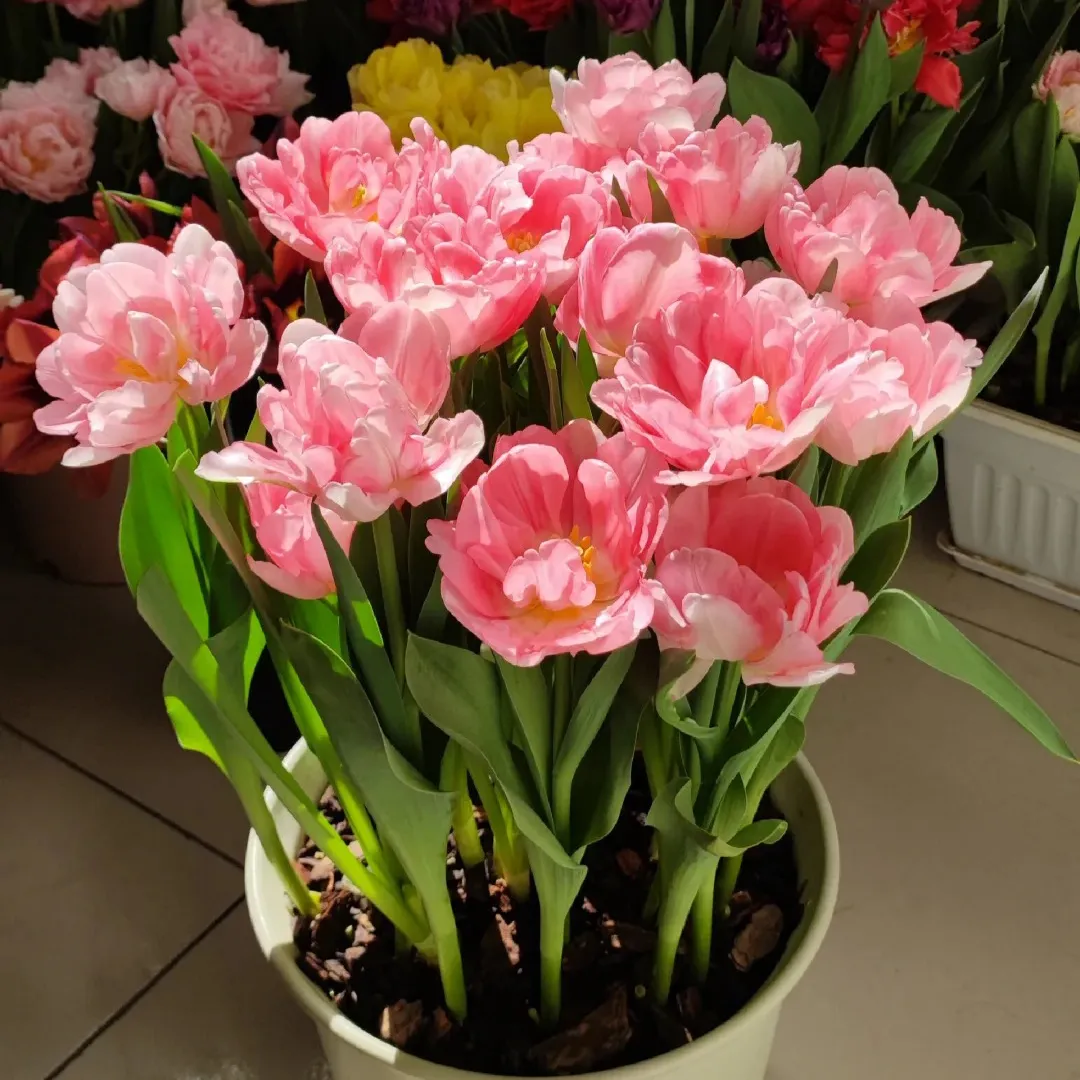 🌷Cummins Quasten-Tulpenzwiebeln