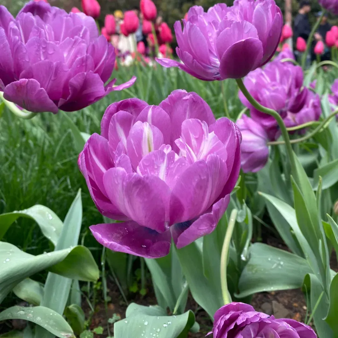 🌷Cummins Quasten-Tulpenzwiebeln