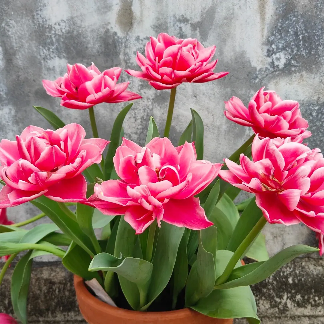 🌷Cummins Quasten-Tulpenzwiebeln