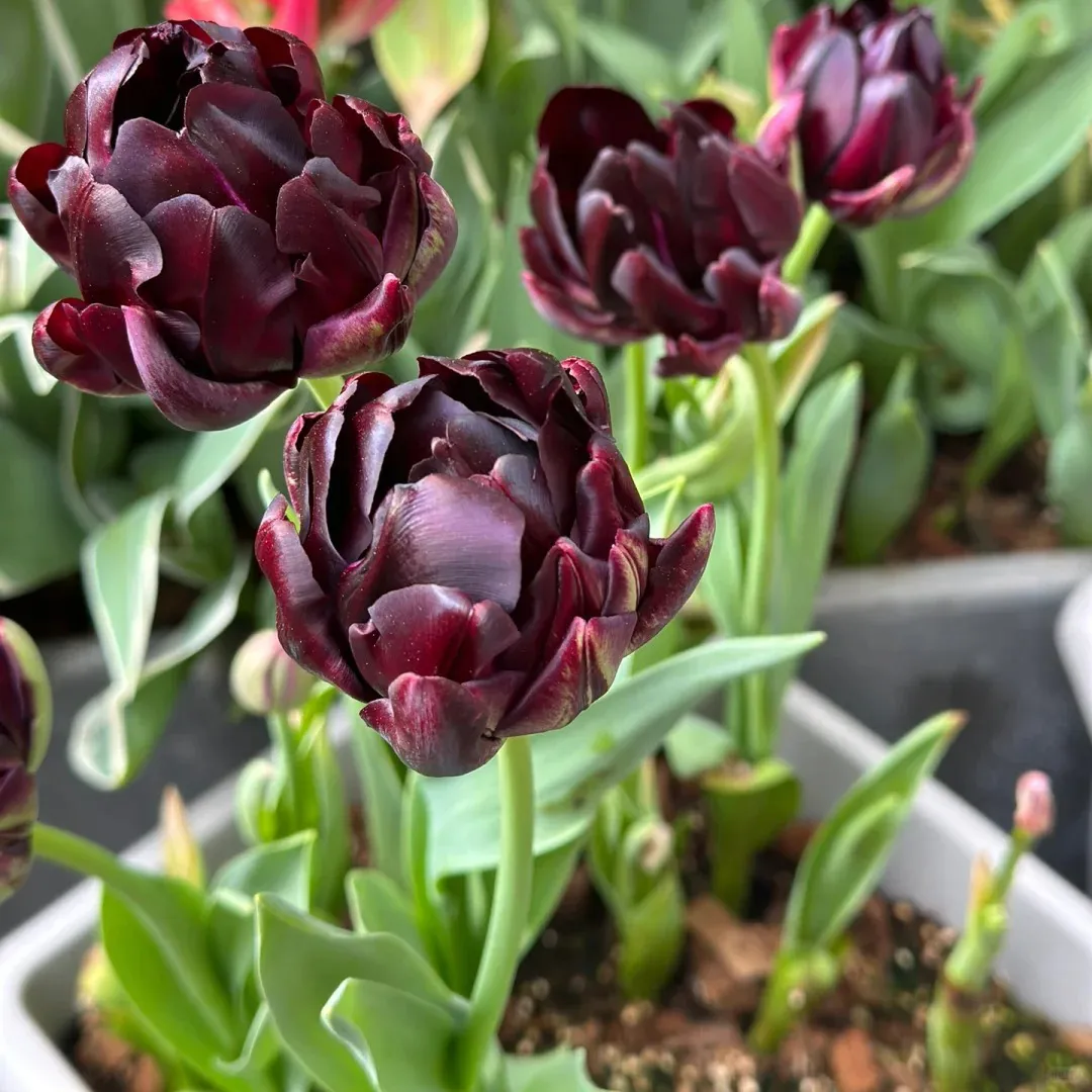 🌷Cummins Quasten-Tulpenzwiebeln