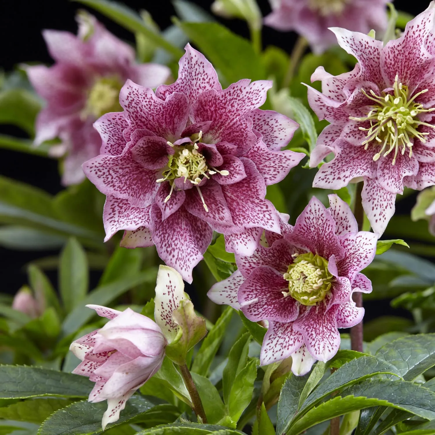 Helleborus Niger🌺Winter Knight Flower☃️