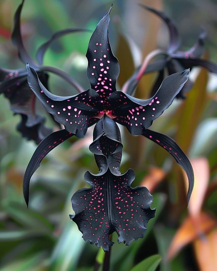 ⚜️Seltene Iriszwiebeln