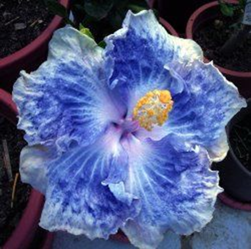 🌸Riesen-Hibiskussamen-4