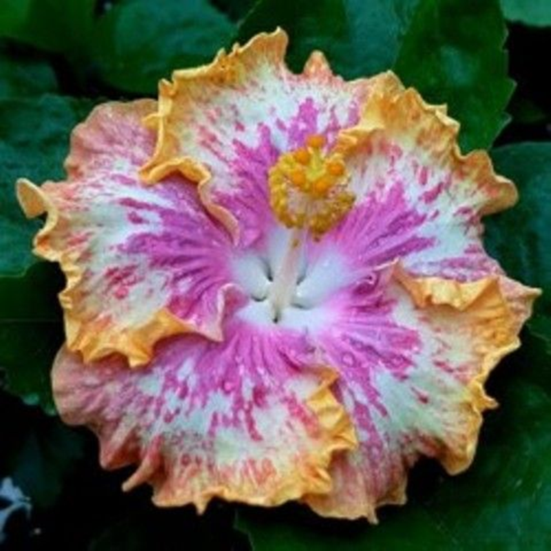 🌸Riesen-Hibiskussamen