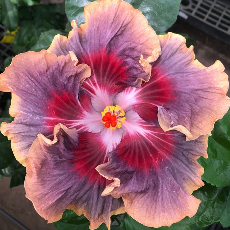 🌸Riesen-Hibiskussamen-2