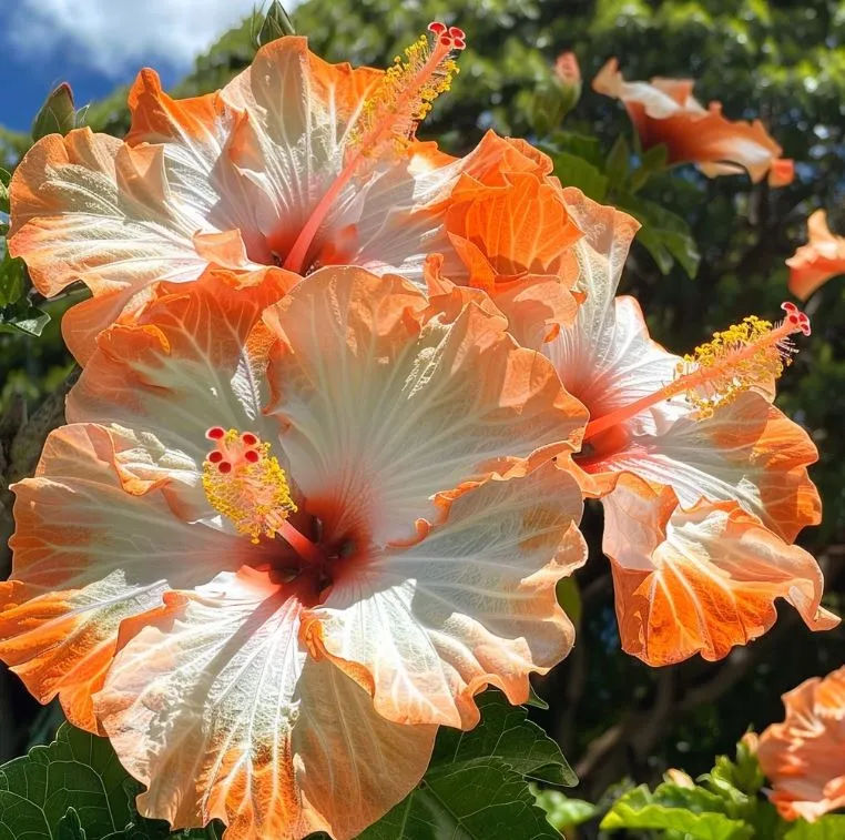 🌸Riesen-Hibiskussamen-7