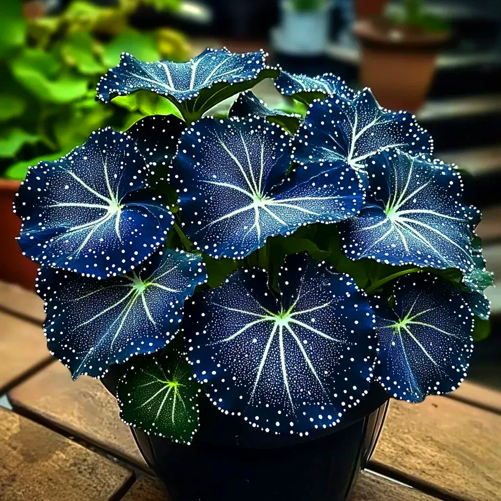 🌟Midnight blue Begonia-A Radiant Addition to Your Home! 🌟
