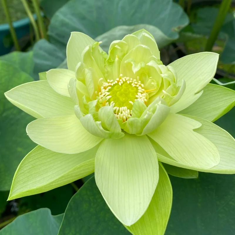 🥣Schüssel Lotus🪷Klein und niedlich🌈Lotusblüten in einer Schale gepflanzt