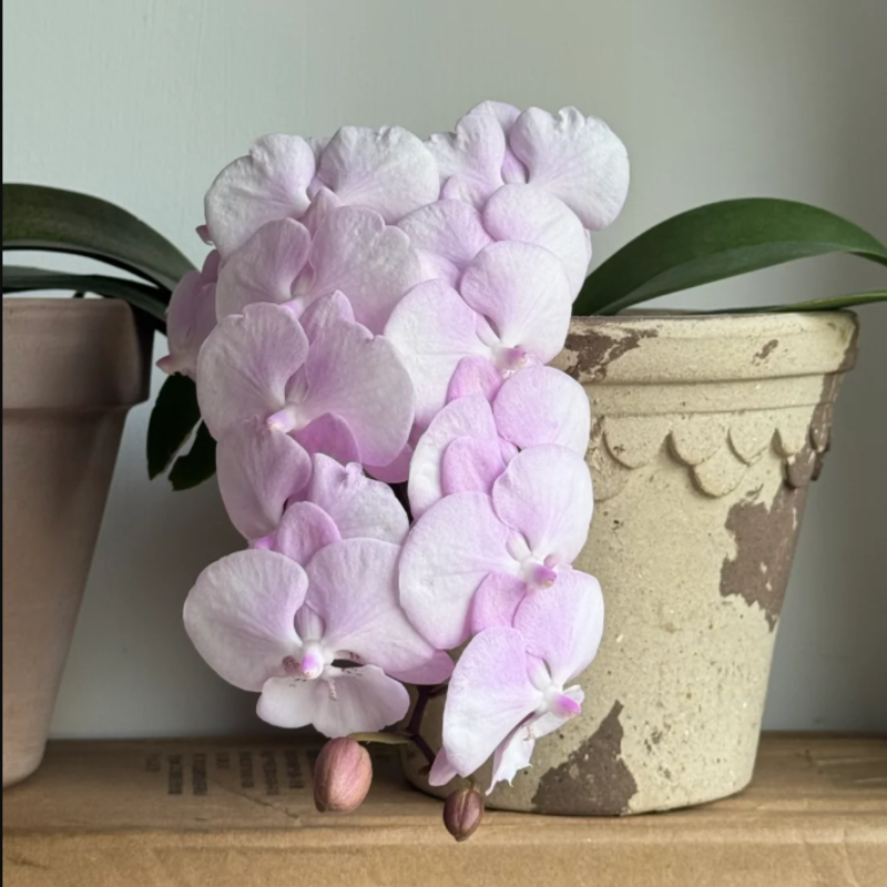 🌸 Orchid – Elegant, Exotic & Timeless Beauty! 🌿