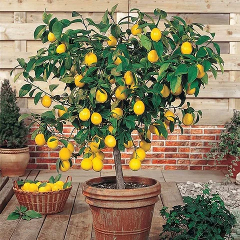 [Copy]Perfume Lemon Seeds 🍋 High Germination Rate - Year Round Blooms and Fruits