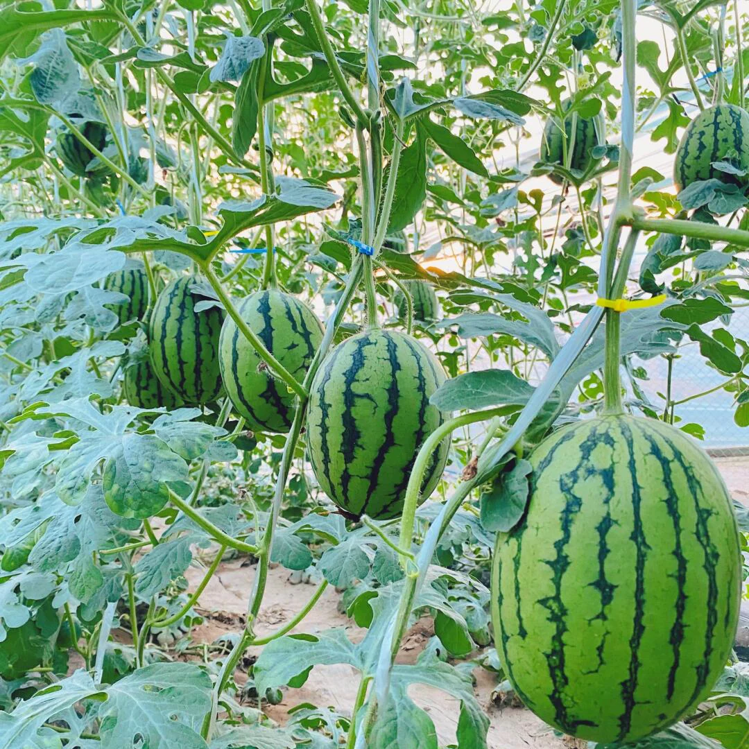 🍉Lazy Man's Watermelon Seeds