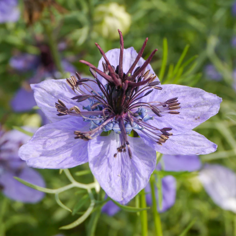 🌿 Nigella Flower Seeds – Love-in-a-Mist | Elegant Heirloom Blooms for Your Garden 🌸