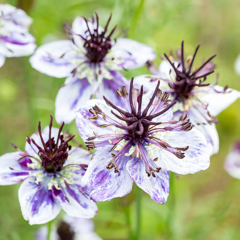 🌿 Nigella Flower Seeds – Love-in-a-Mist | Elegant Heirloom Blooms for Your Garden 🌸