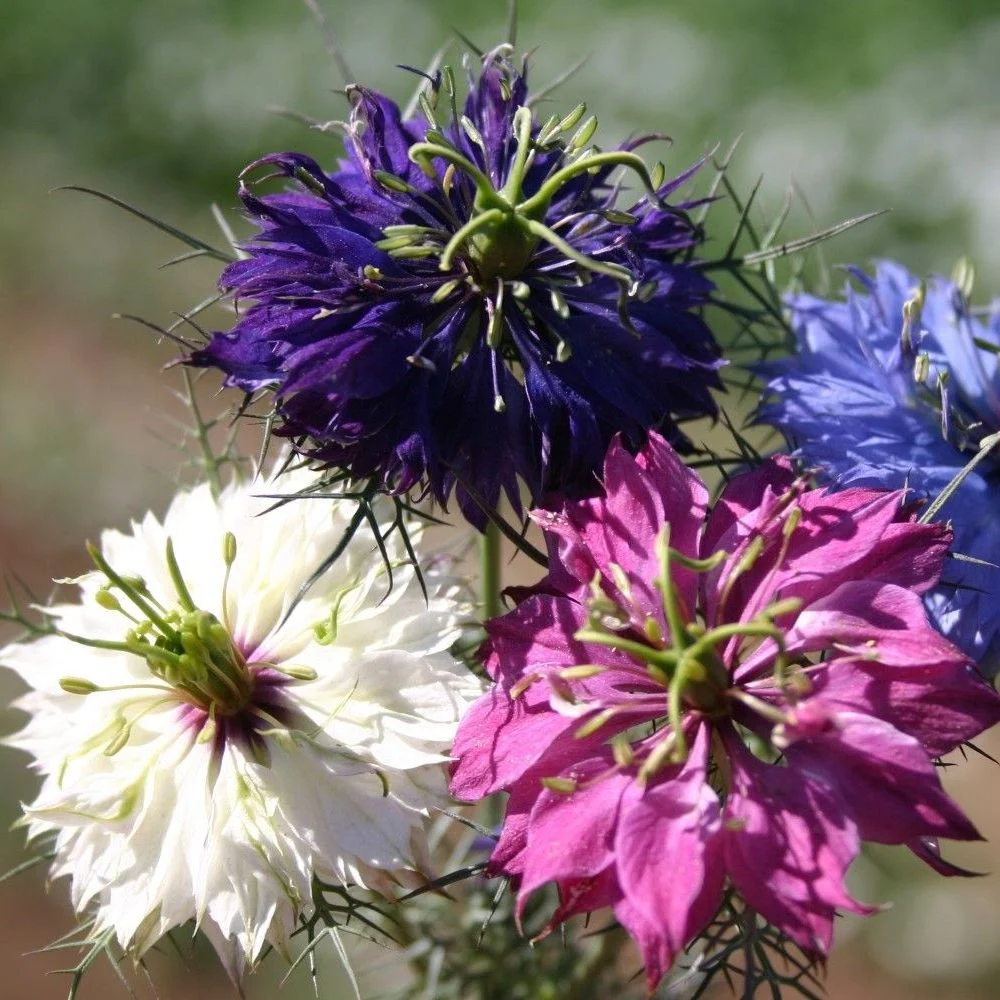 🌿 Nigella Flower Seeds – Love-in-a-Mist | Elegant Heirloom Blooms for Your Garden 🌸