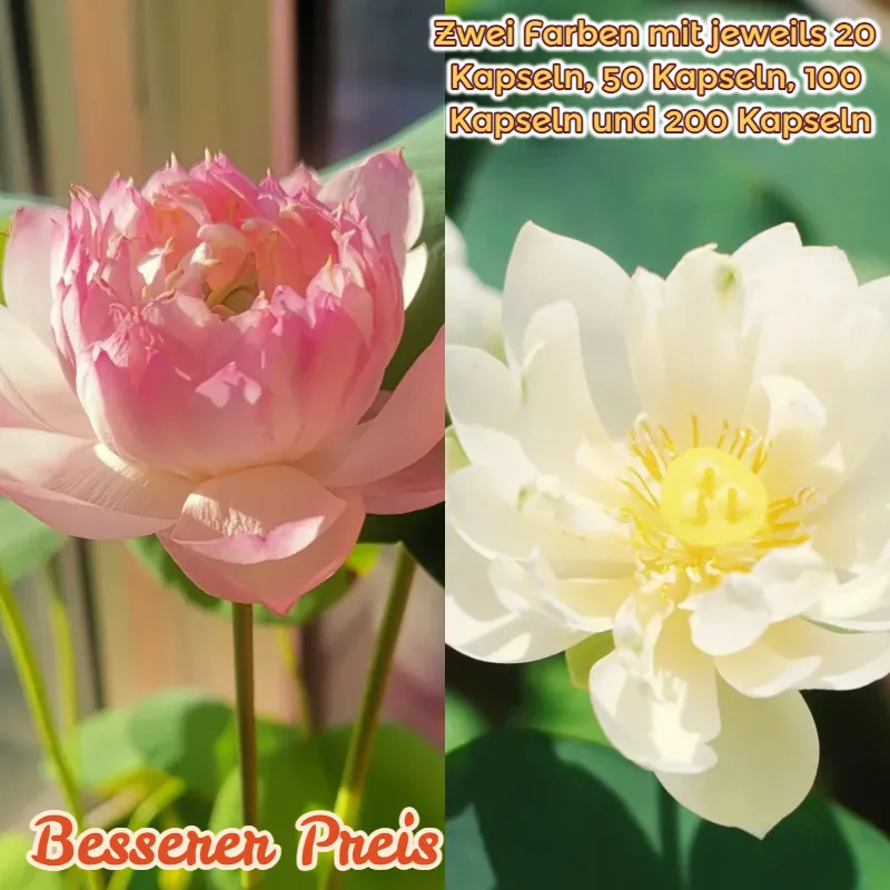 🍽️Wanlian – small and charming! ✨Easy to grow 🌸