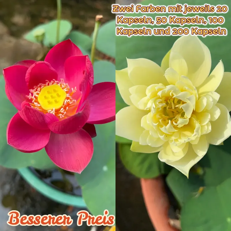 🍽️Wanlian – small and charming! ✨Easy to grow 🌸