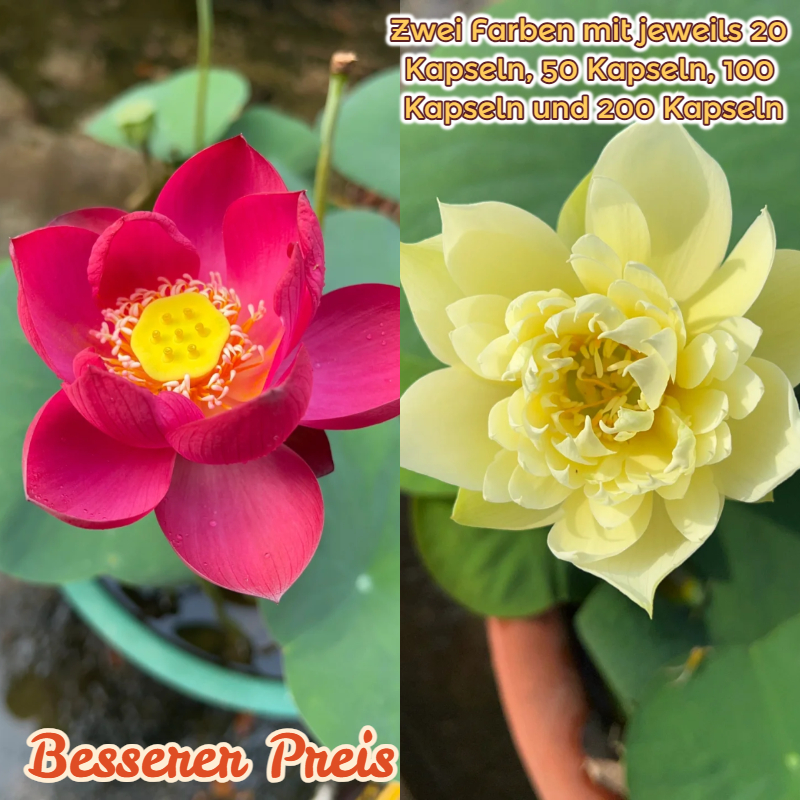 🥣Schüssel Lotus🪷Klein und niedlich🌈Lotusblüten in einer Schale gepflanzt