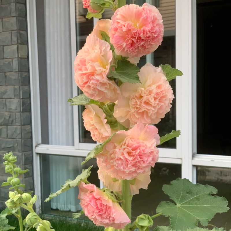 🌸Schöne lineare Pflanze🌈Doppelte Stockrose Samen🍁Im Herbst gepflanzt