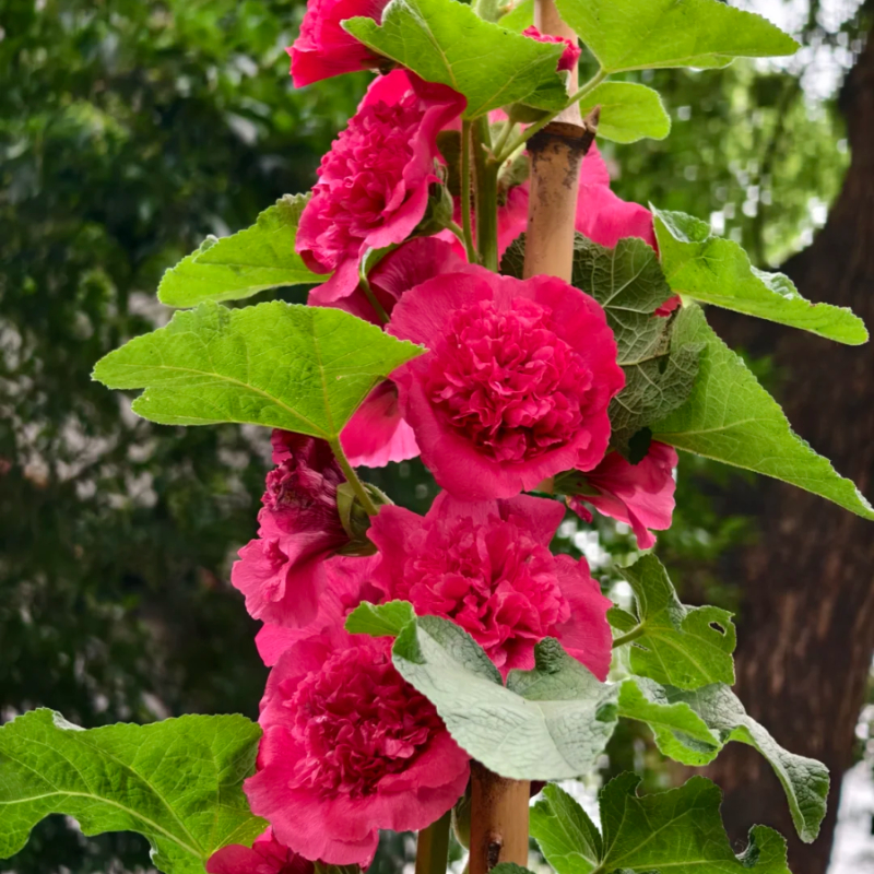 🌸Schöne lineare Pflanze🌈Doppelte Stockrose Samen🍁Im Herbst gepflanzt