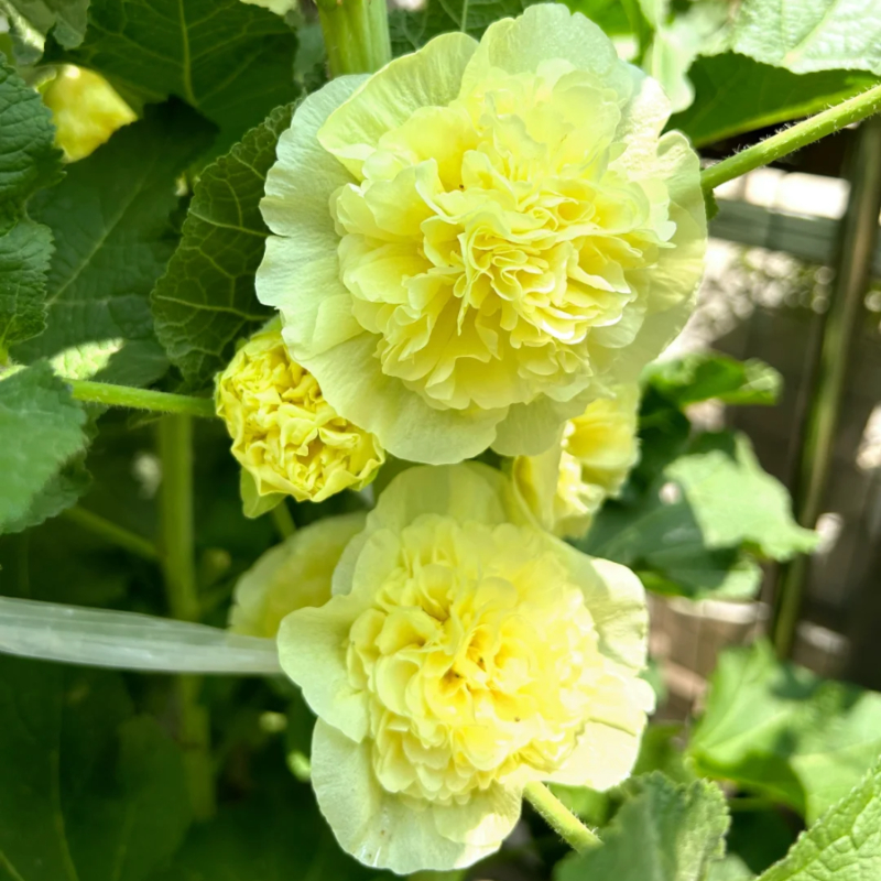 🌸Schöne lineare Pflanze🌈Doppelte Stockrose Samen🍁Im Herbst gepflanzt