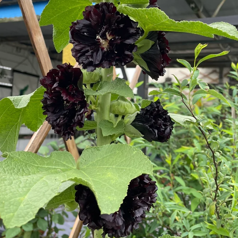 🌸Schöne lineare Pflanze🌈Doppelte Stockrose Samen🍁Im Herbst gepflanzt