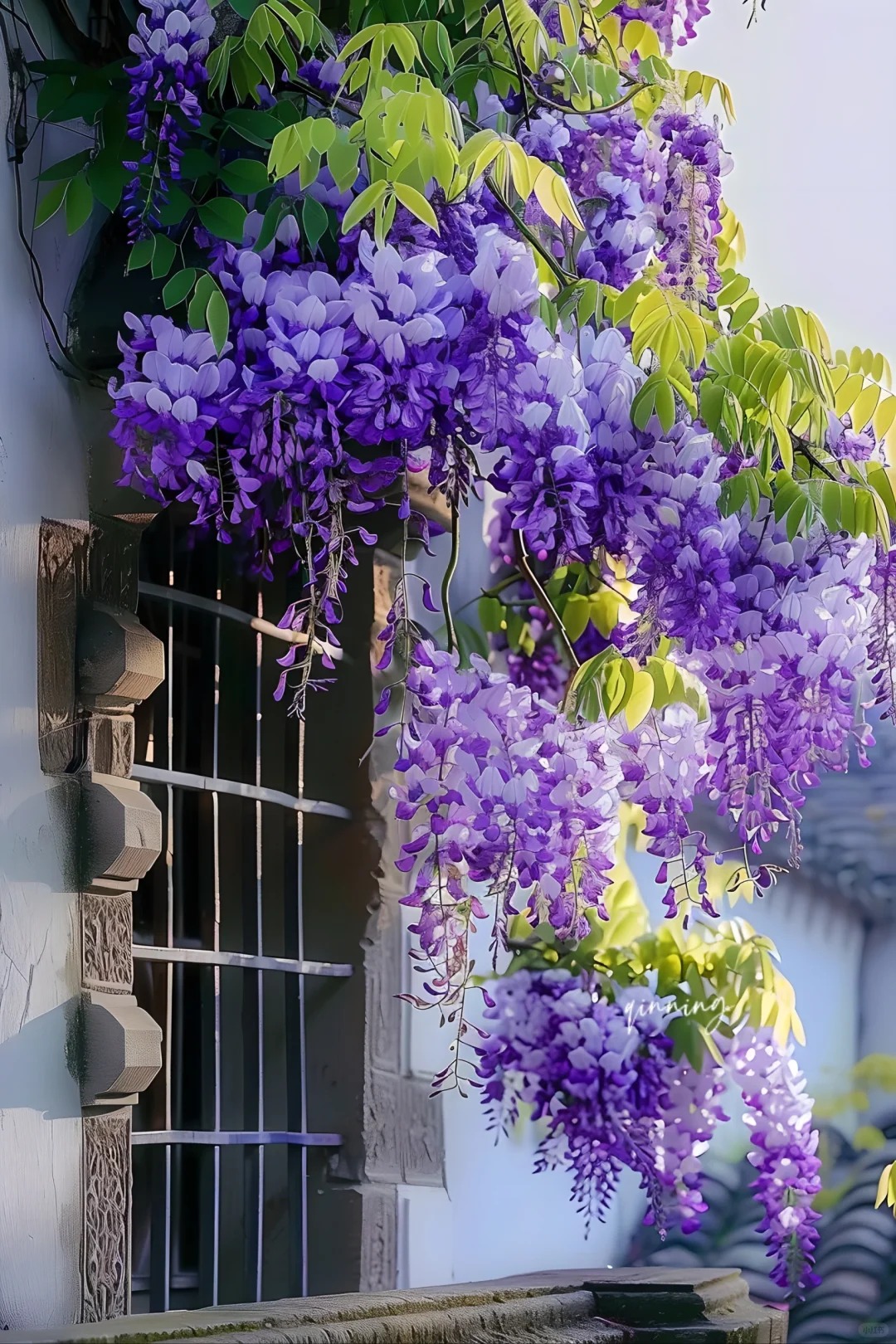 Wisteria Wonder: Nature's Cascading Beauty 💜🌸
