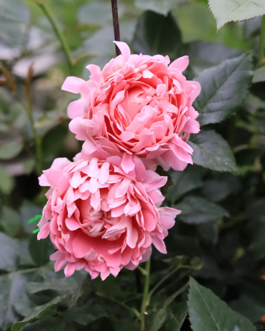 ✨Beautiful and easy-to-grow garden essentials：🌹Multivariable Rose🦋