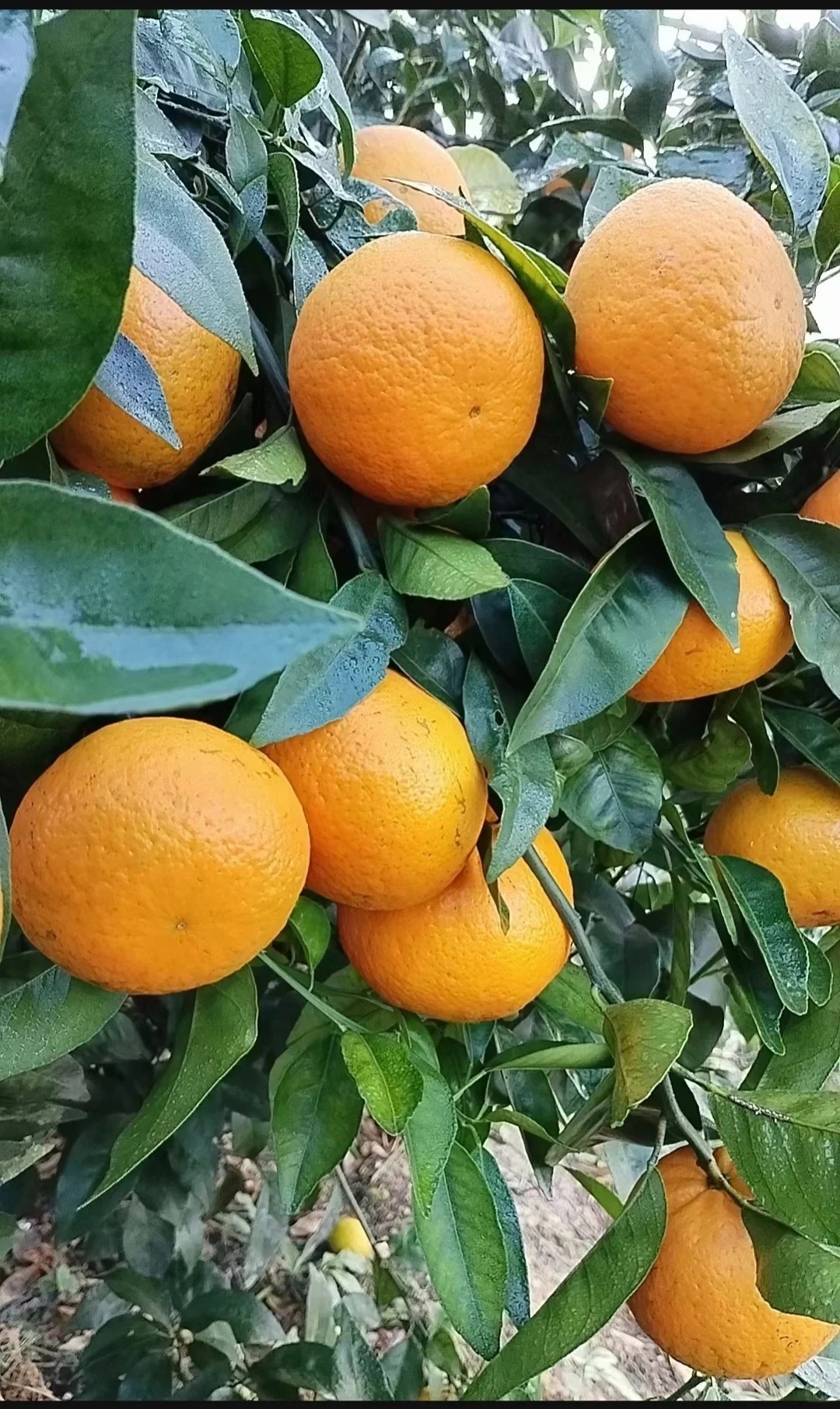 Seeds of rare citrus with thin skin and juicy flesh