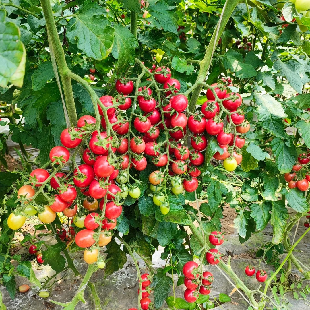 🎉Limited Time Offer 🍅Waterfall Tomato Seeds (High Yield)