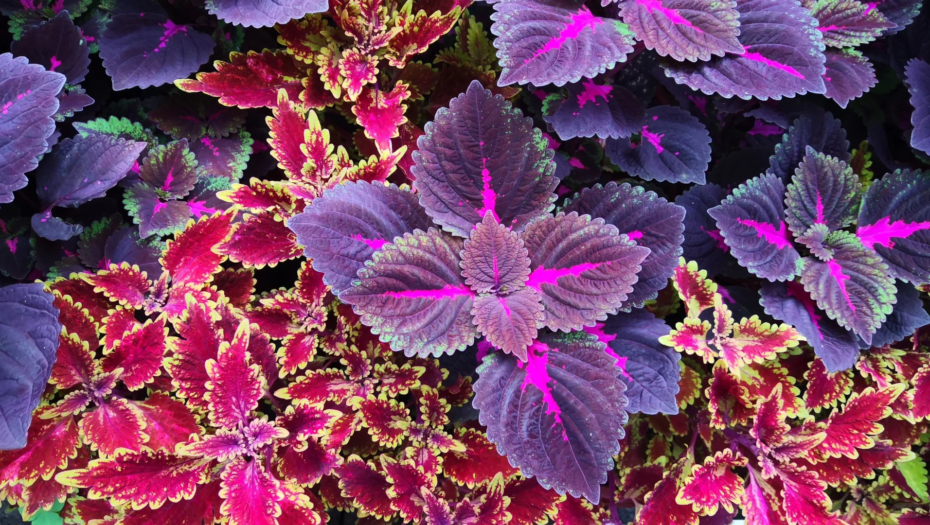 🌹🌟 Discover the Enchantment: Chinese Moonlit Rose of Sharon! 🌙🌸