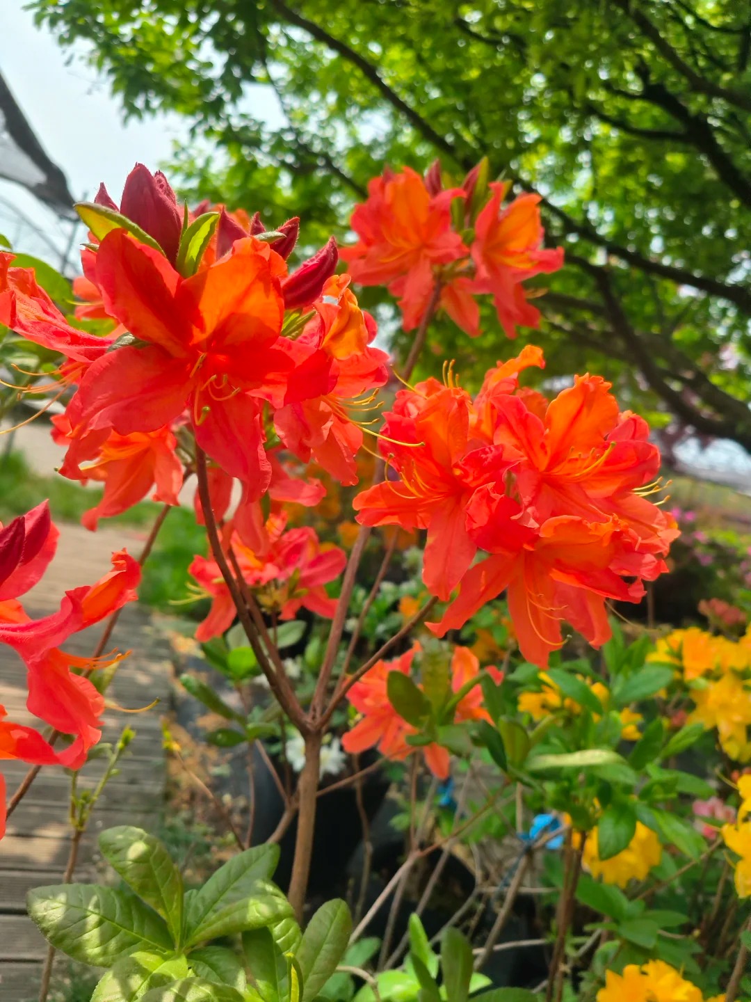 Deciduous Rhododendron