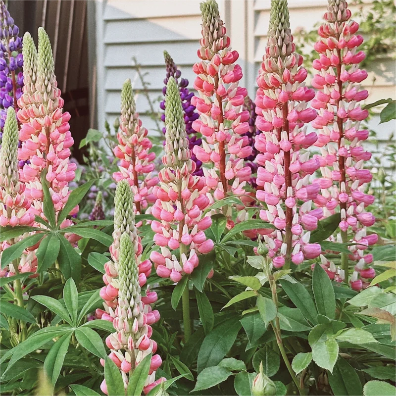 💞Mutterblume-Russell Lupin🎊💥Rabatte begrenzen