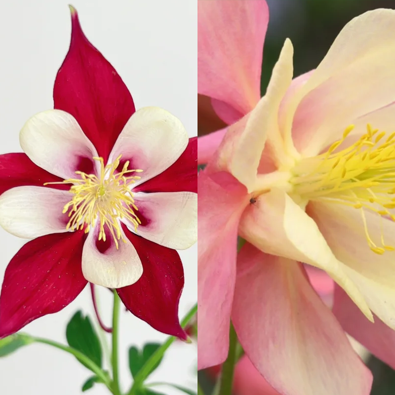 🌟Aquilegia-Samen💥50% Rabatt