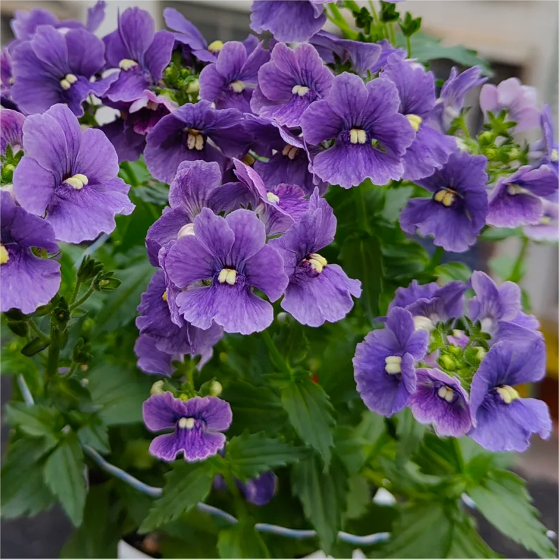 🌸Dragon Face Flower🐉💥Limited Time Offer-50% OFF🎉