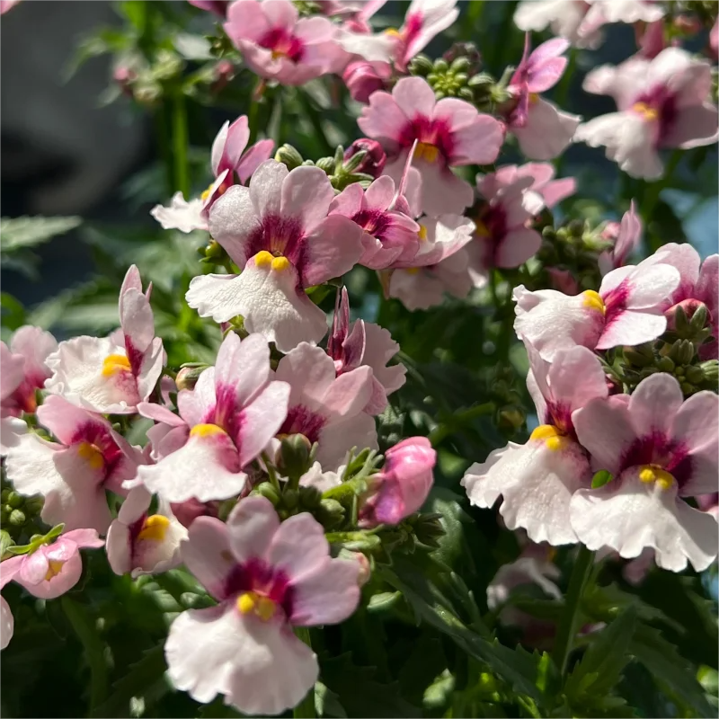 🌸Dragon Face Flower🐉💥Limited Time Offer-50% OFF🎉