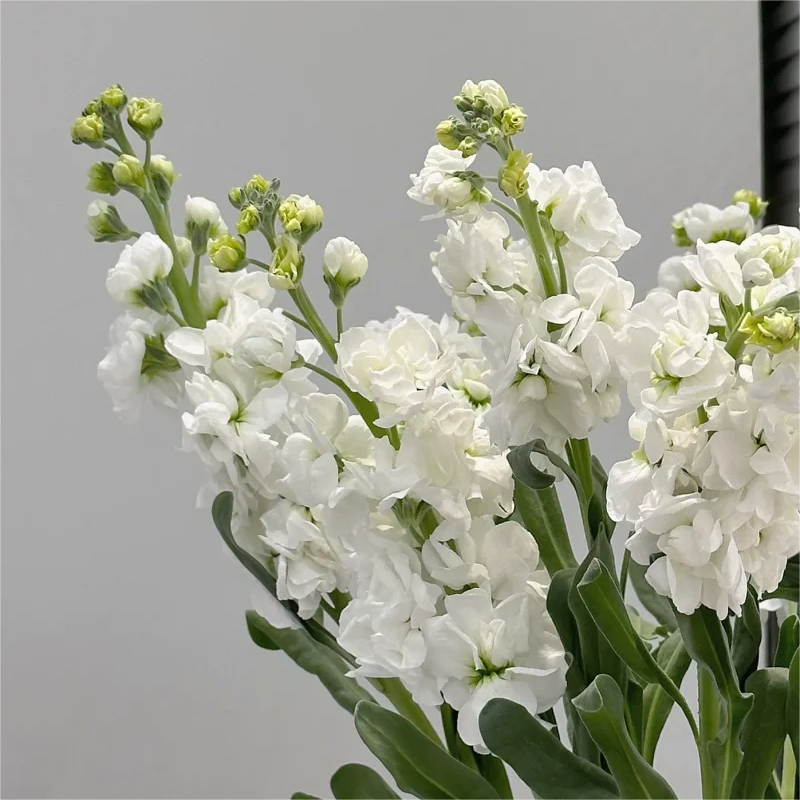 🌈Eternal love - Violet✨Decorate Your Garden🌸