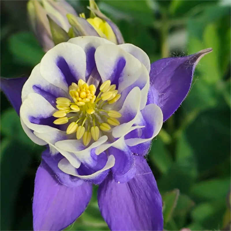 🌟Aquilegia-Samen💥50% Rabatt🌈Dekorieren Sie Ihren Garten