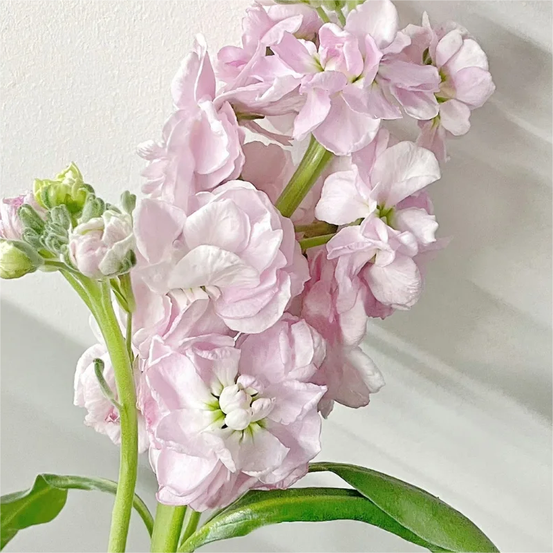 🌈Eternal love - Violet✨Decorate Your Garden🌸