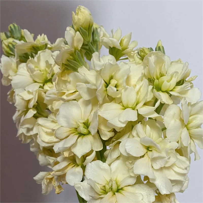 🌈Eternal love - Violet✨Decorate Your Garden🌸