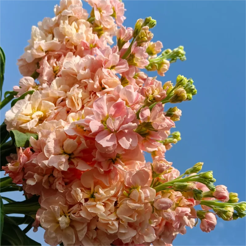 🌈Eternal love - Violet✨Decorate Your Garden🌸