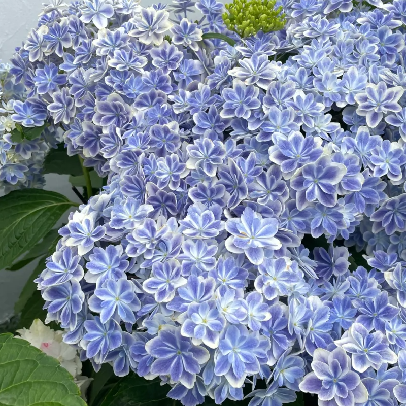 🍀Schönheit der Natur🌈Traum Hortensien Samen🌟Heilen Sie jeden Tag