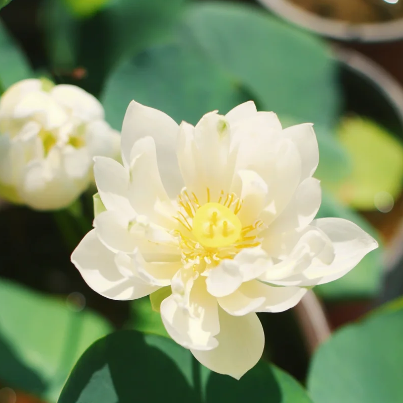 🥣Schüssel Lotus🪷Klein und niedlich🌈Lotusblüten in einer Schale gepflanzt