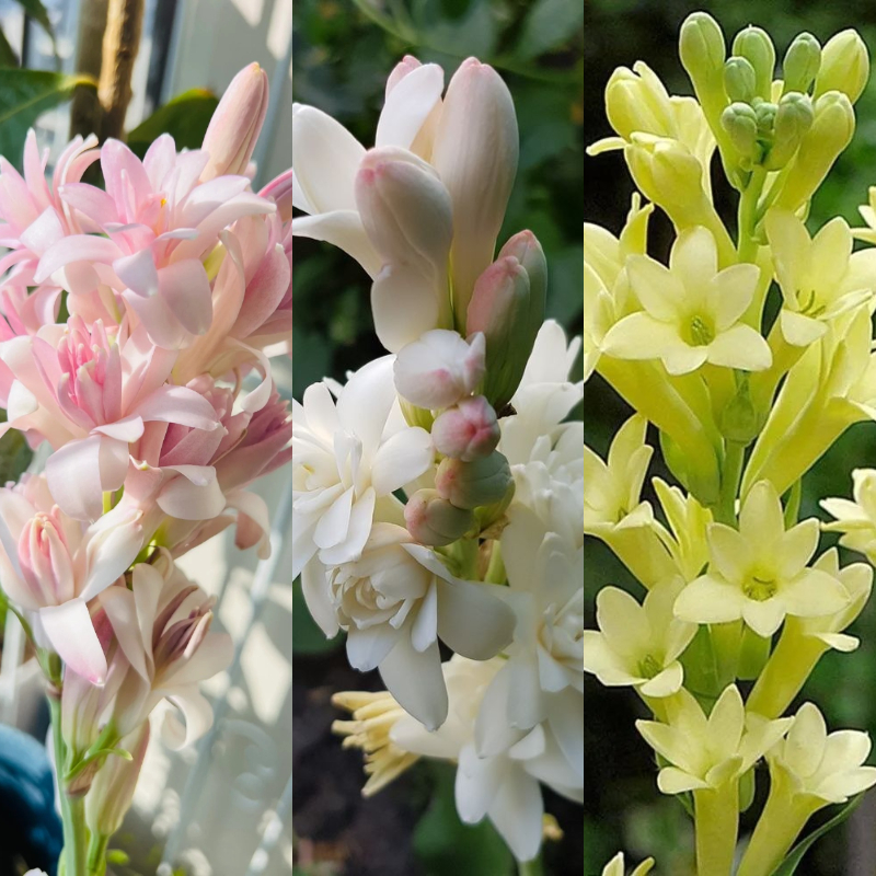 💗Special Promotions🌟Tuberose🌸30% off🪴