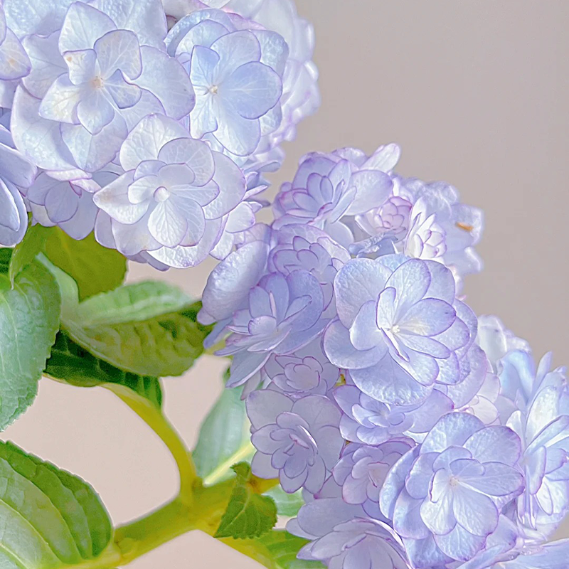 💗Colour-changing Heavy Hydrangea 🌈 Miss Keiko🌸50% OFF
